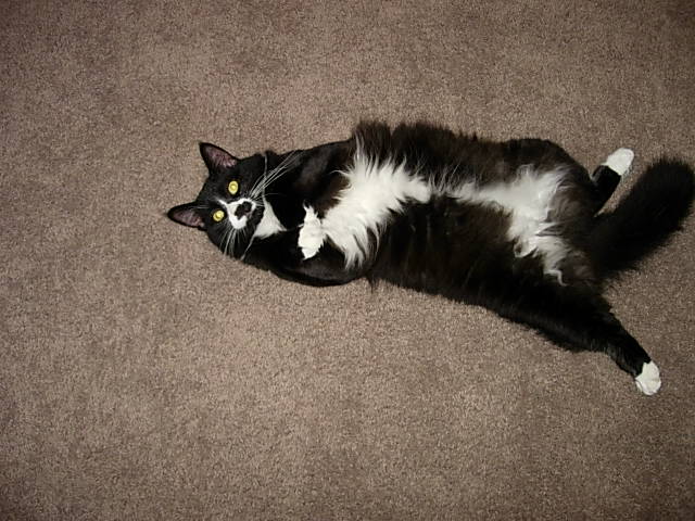 Rub my belly!