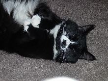 Little fluff gettin' comfy