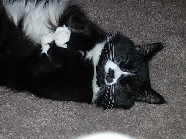 Little fluff gettin' comfy