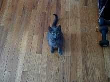 Little Diesel =)