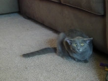 Diesel's yoda impersonation