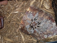 Another pic of my G. Rosea - Boo
