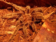 G. Rosea named Boo