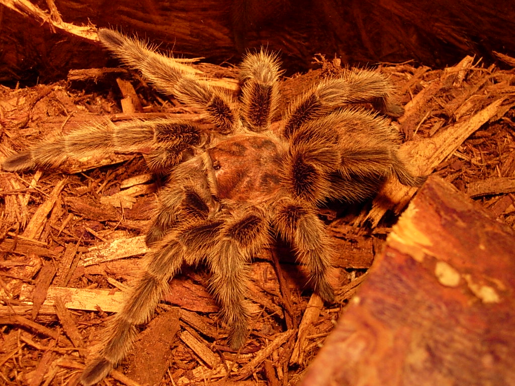 G. Rosea named Boo