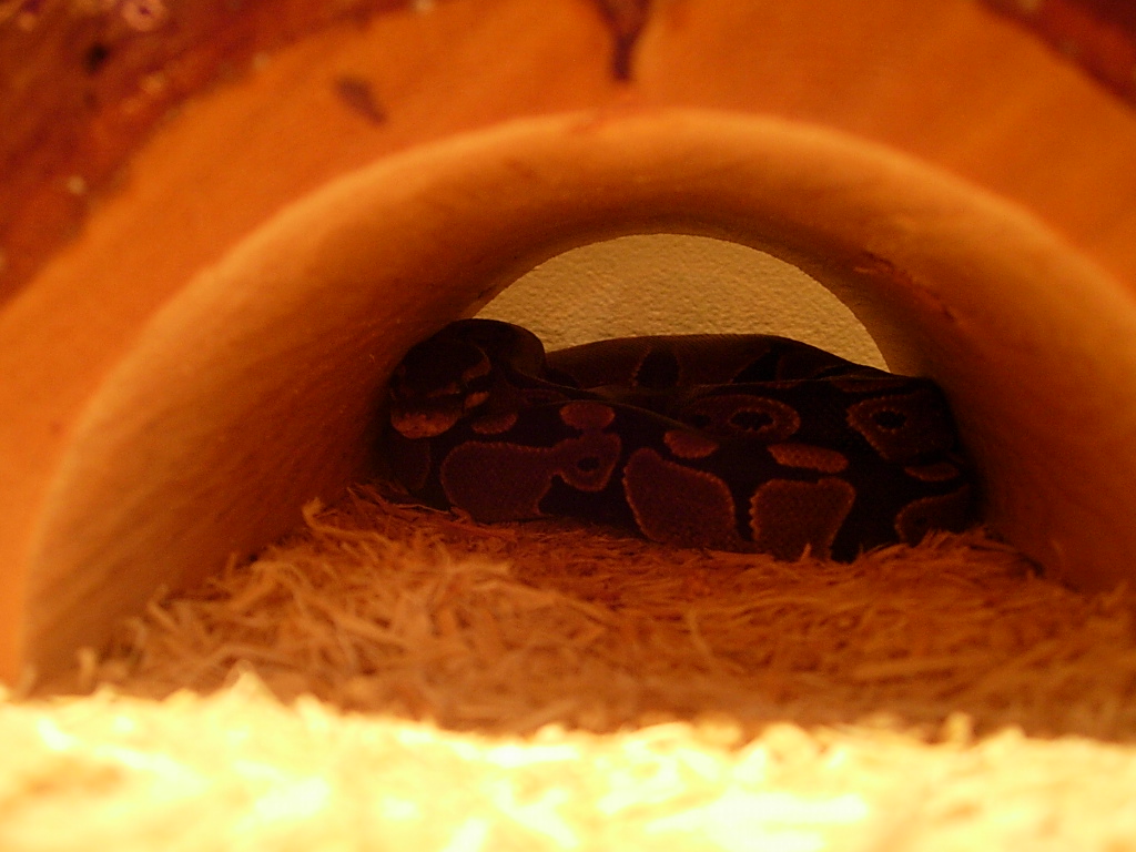 Another pic of the new addition