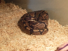 New Addition