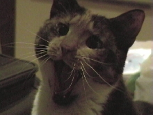 big yawn for a little kitty