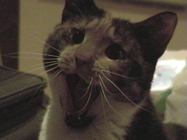 big yawn for a little kitty