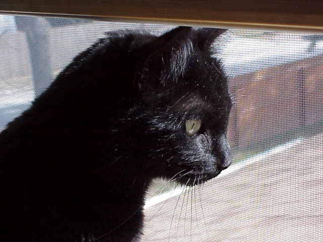 Bailey lookin' out the window