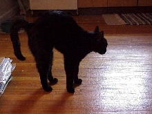 Bailey's Halloween kitty pose