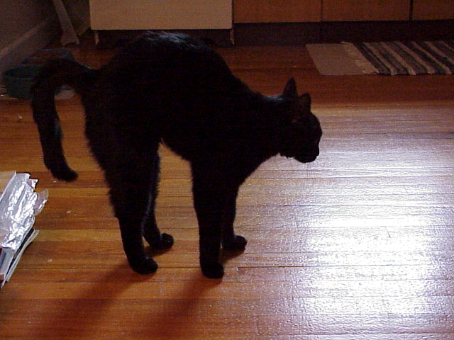 Bailey's Halloween kitty pose