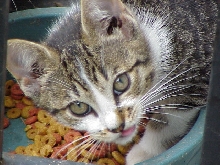 Waffle - um...ya mind? tryin' to eat here...