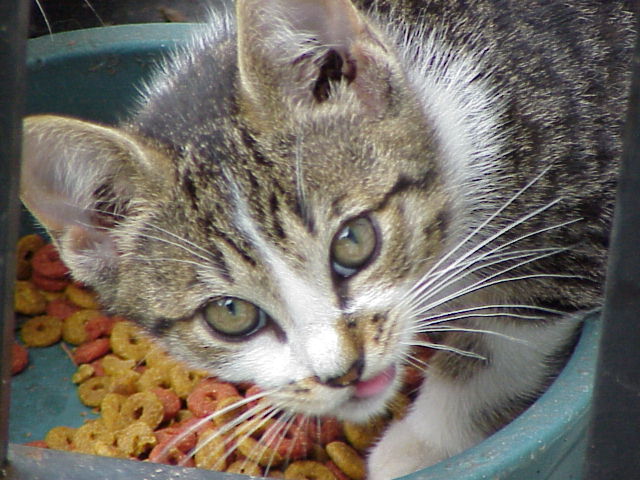 Waffle - um...ya mind? tryin' to eat here...