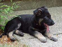 Bear at 2 months