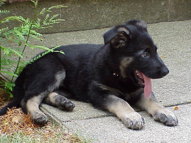 Bear at 2 months