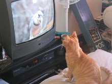 O'Malley - loves BirdTV