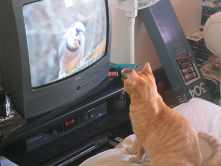 O'Malley - loves BirdTV