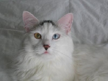 Oscar - amazin' eyes!