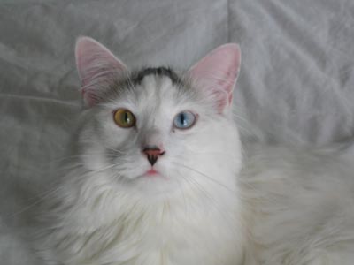 Oscar - amazin' eyes!