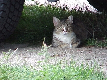 Screamer just chillin' under the jeep