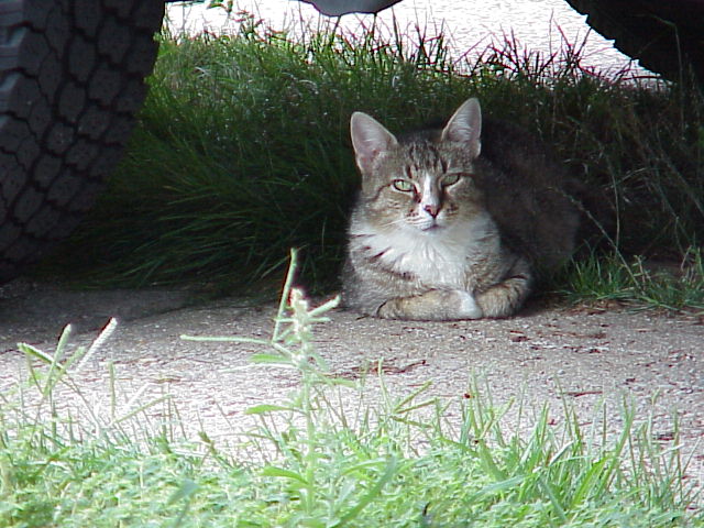 Screamer just chillin' under the jeep