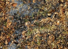 A Florida Pine Snake