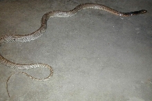 Big Eastern coachwhip