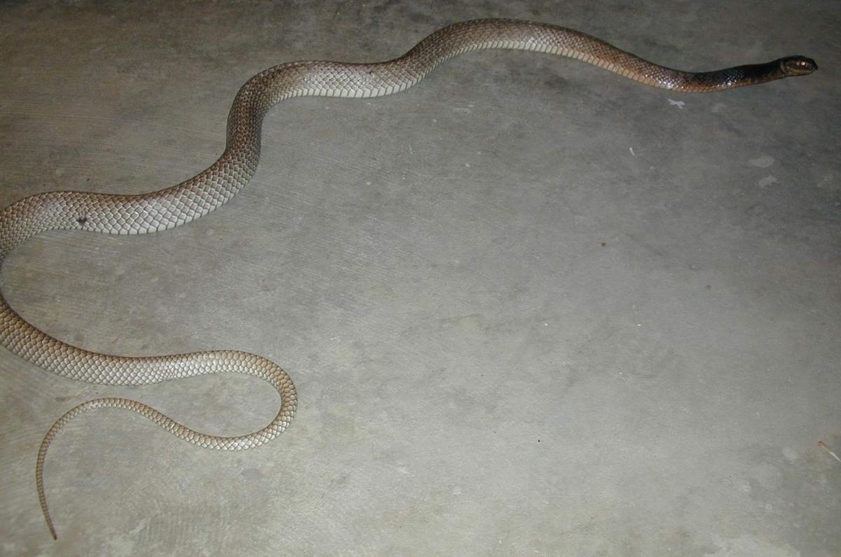 Big Eastern coachwhip