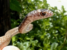 Baby Eastern Coachwhip