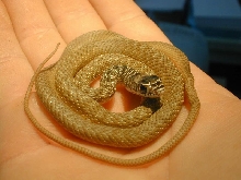 baby eastern coachwhip