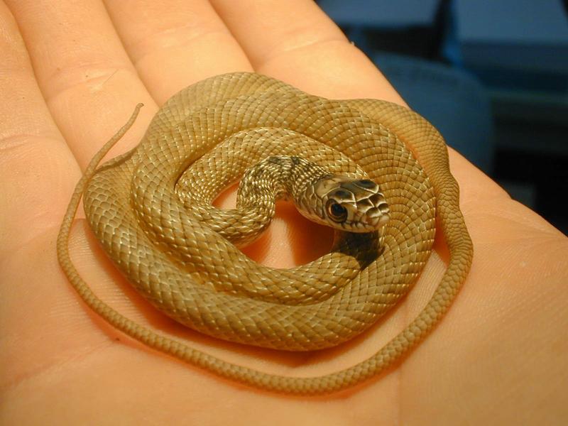 baby eastern coachwhip