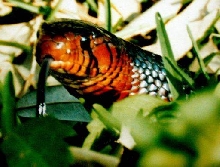 Red Throat shot in Highlands co. fla 1995