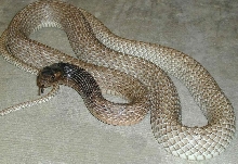 Big Esatern Coachwhip pic2