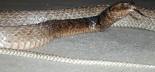 Eastern Coachwhip