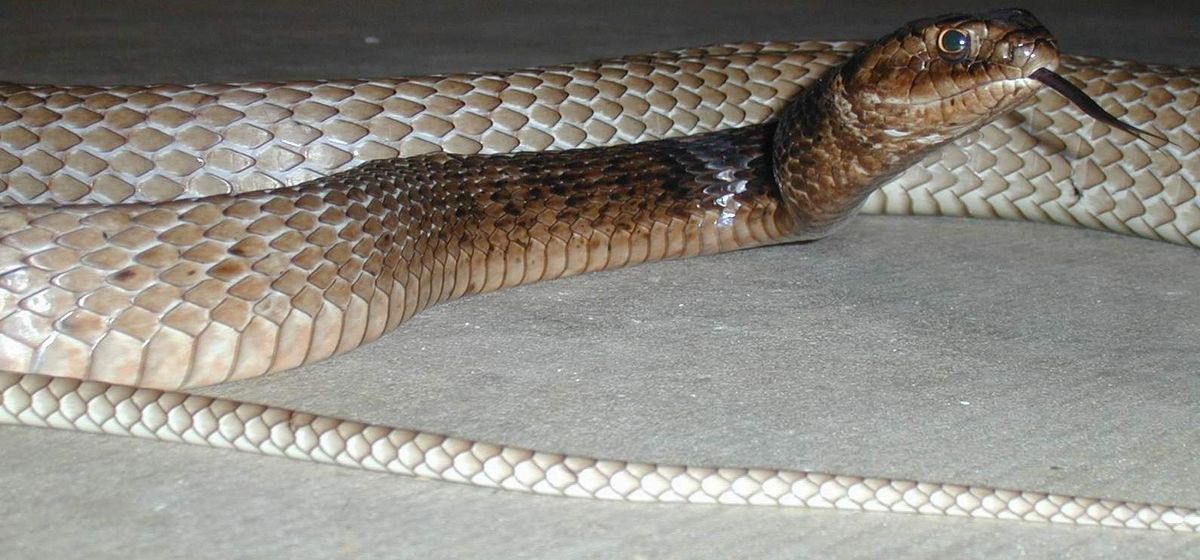 Eastern Coachwhip