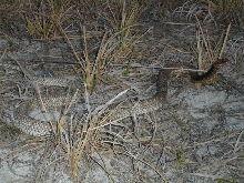 Big male eastern coachwhip on the beach