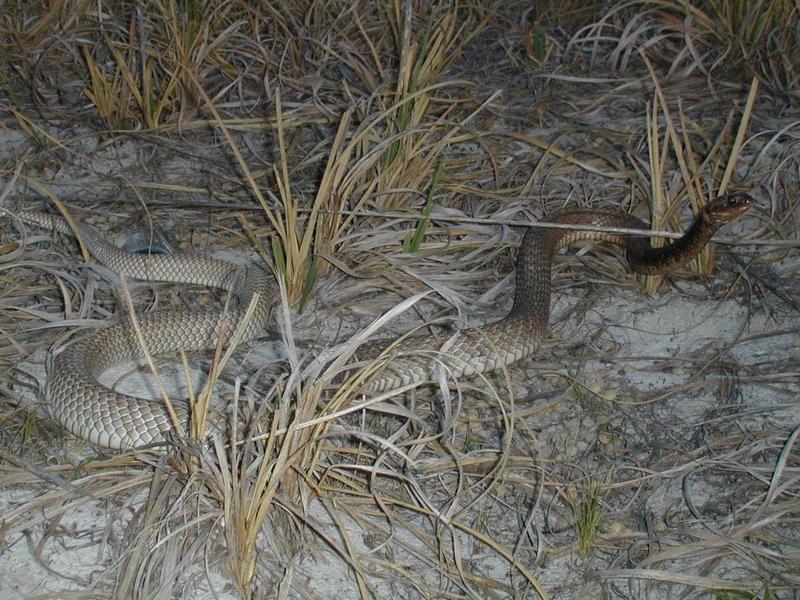 Big male eastern coachwhip on the beach