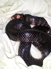 mudsnake