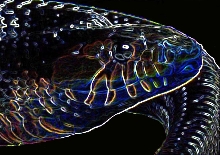 neon indigo
