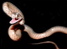 One tough little Eastern Coachwhip