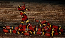 Scarlet kingsnakes