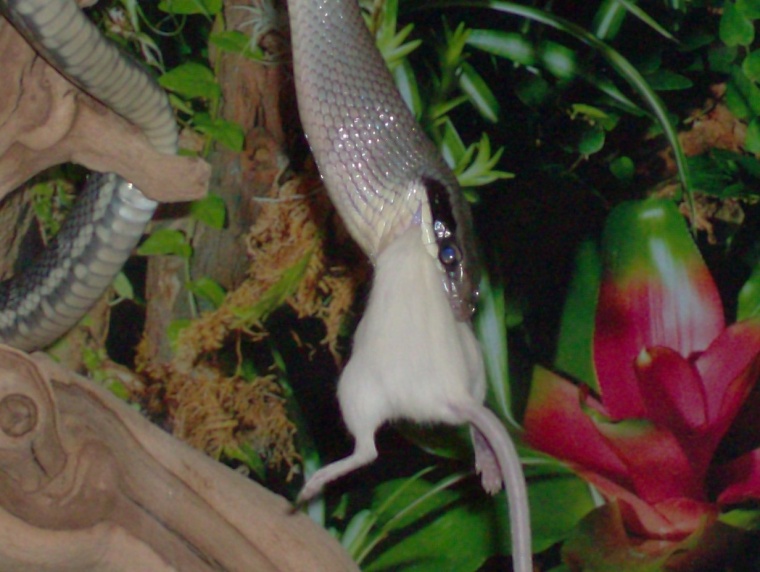 Kokoro Eating 10
