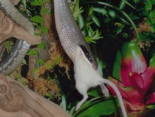 Kokoro Eating - Close Up 11