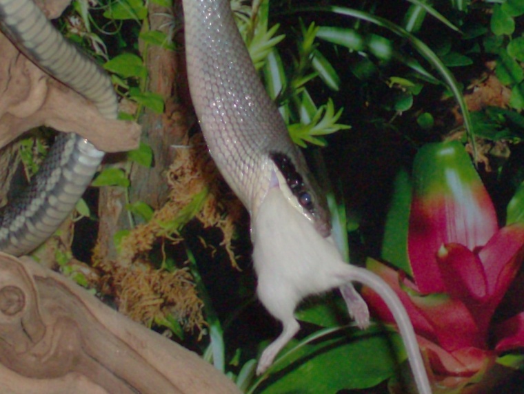 Kokoro Eating - Close Up 11