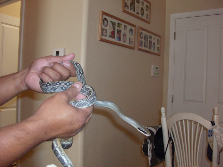 Kokoro right out of the snake bag!