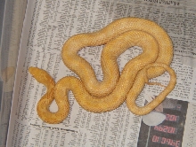albino yellow rat