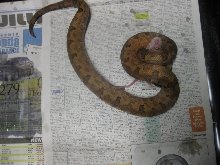 candoia paulsoni