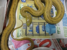 yellow ratsnake