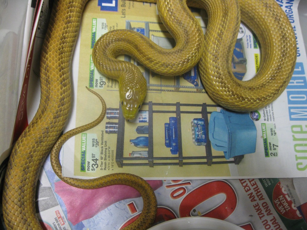 yellow ratsnake