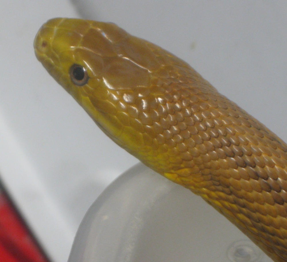 yellow ratsnake eye color